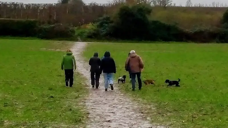 Tiga orang berjalan kaki menyusuri jalan setapak di padang rumput hijau bersama beberapa anjing, terlihat dari belakang