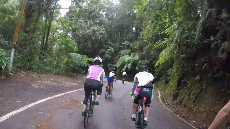 Beberapa pesepeda bersepeda santai menanjak di jalan aspal yang diapit hutan tropis lebat, difoto dari belakang.